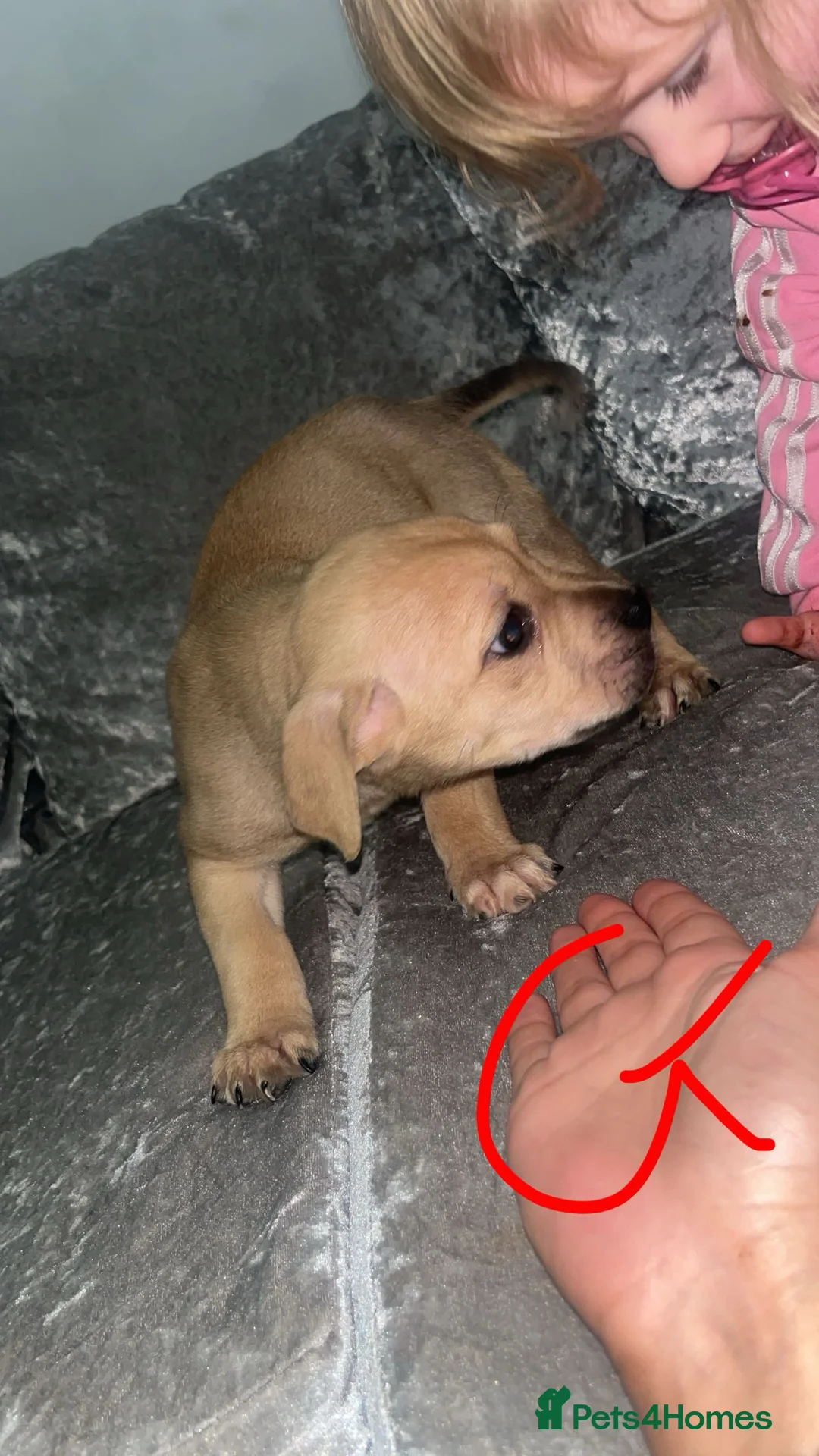 Mixed Breed dogs for sale:  Chunky Staffy x Cane Corso Puppies  - Advert 7