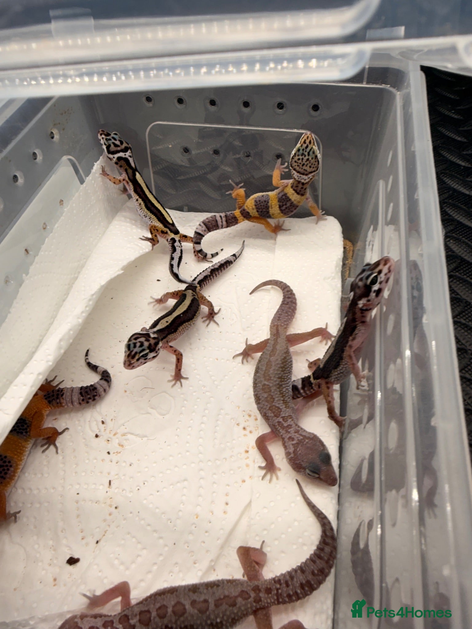 Leopard Gecko reptiles Mixed lot of leopard geckos  - Advert 1