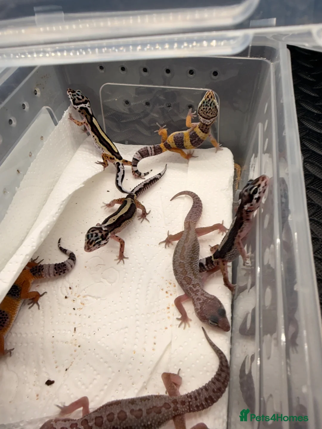 Leopard Gecko reptiles for sale: Mixed lot of leopard geckos  in Huddersfield - Advert 1