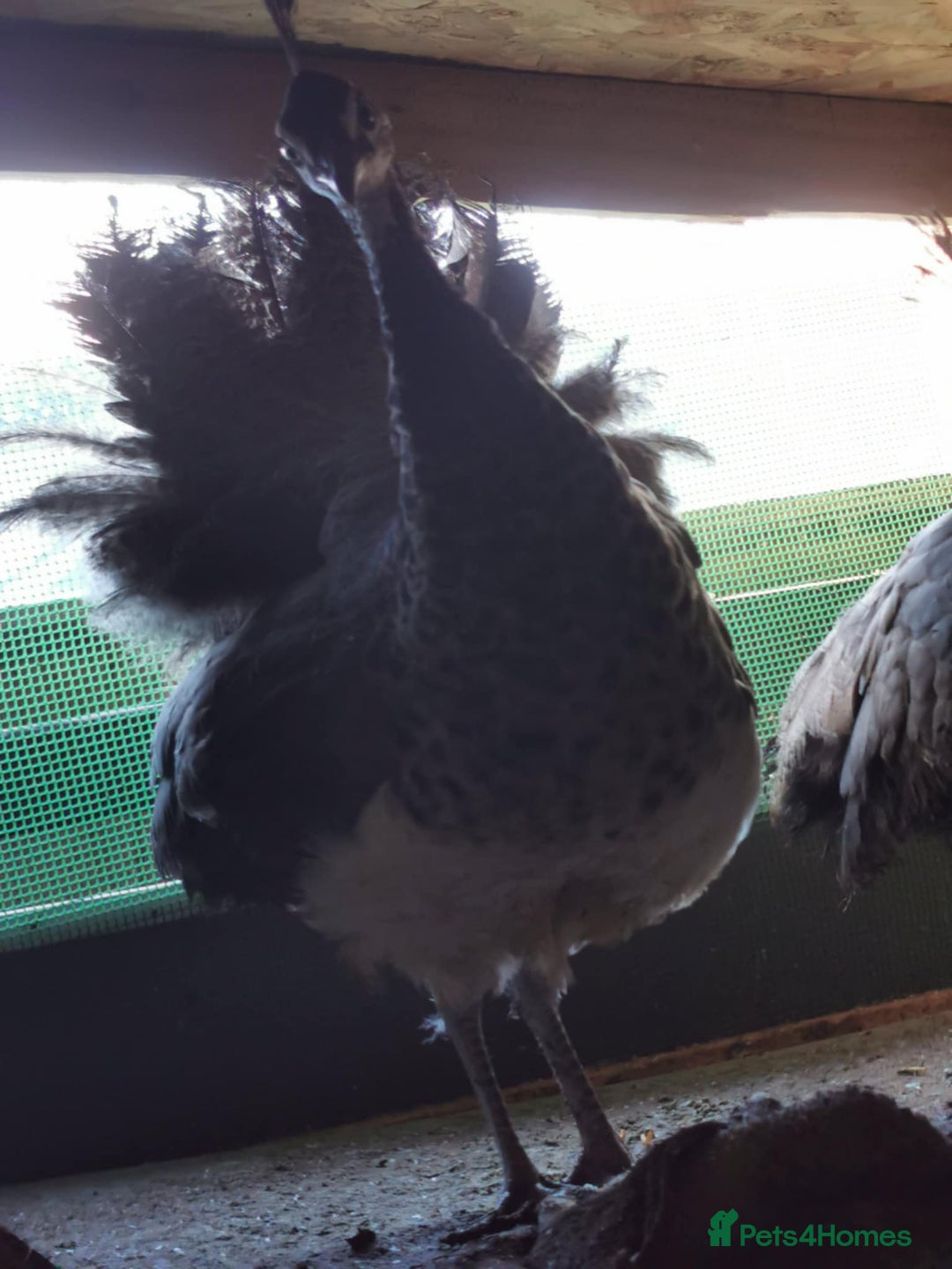 Mixed Breed birds for sale:  3 Peafowl for sale– Urgent – Harrogate - Advert 5