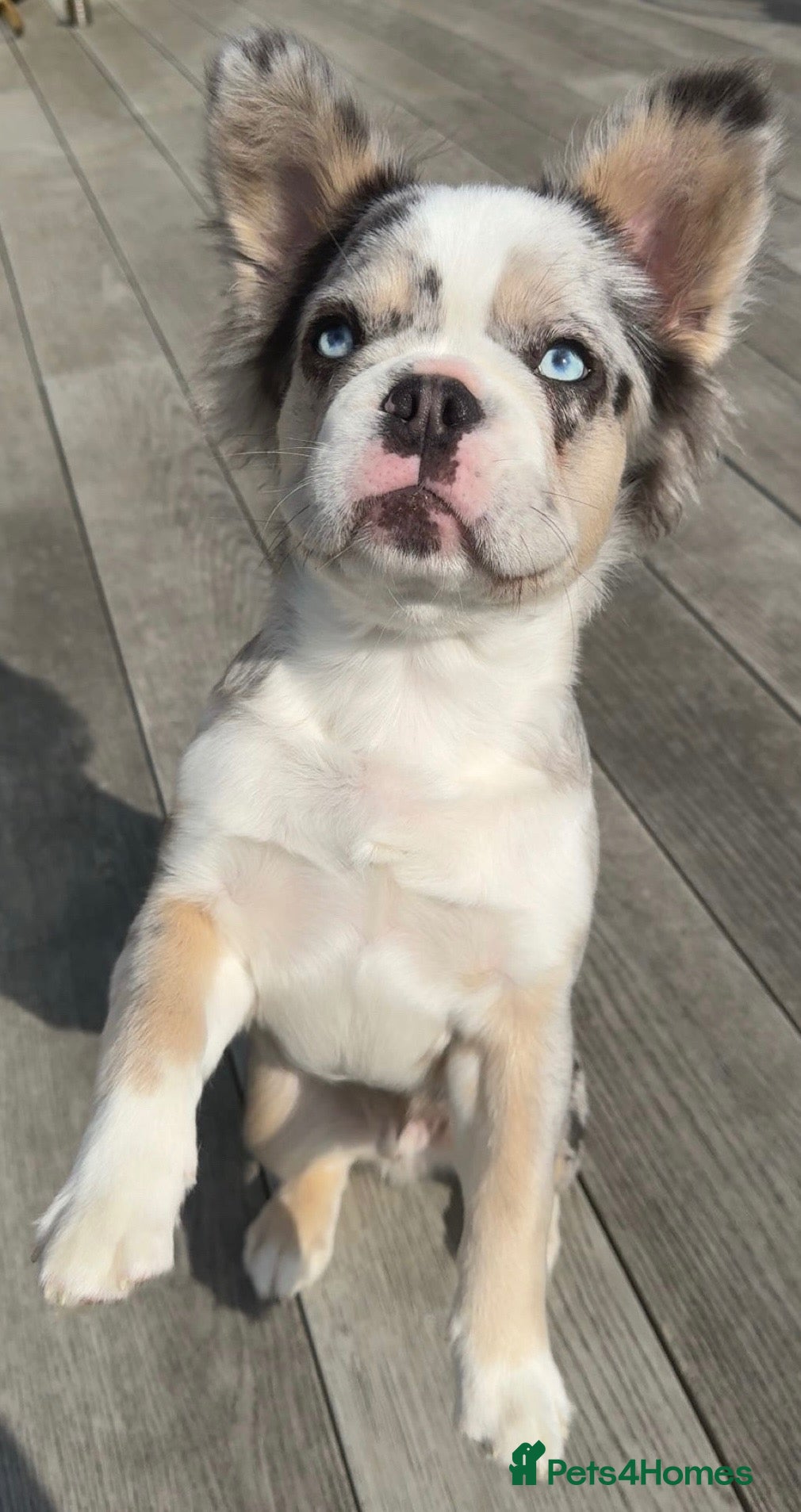 French Bulldog dogs for stud: Frenchie x Australian Shepard  - Advert 2