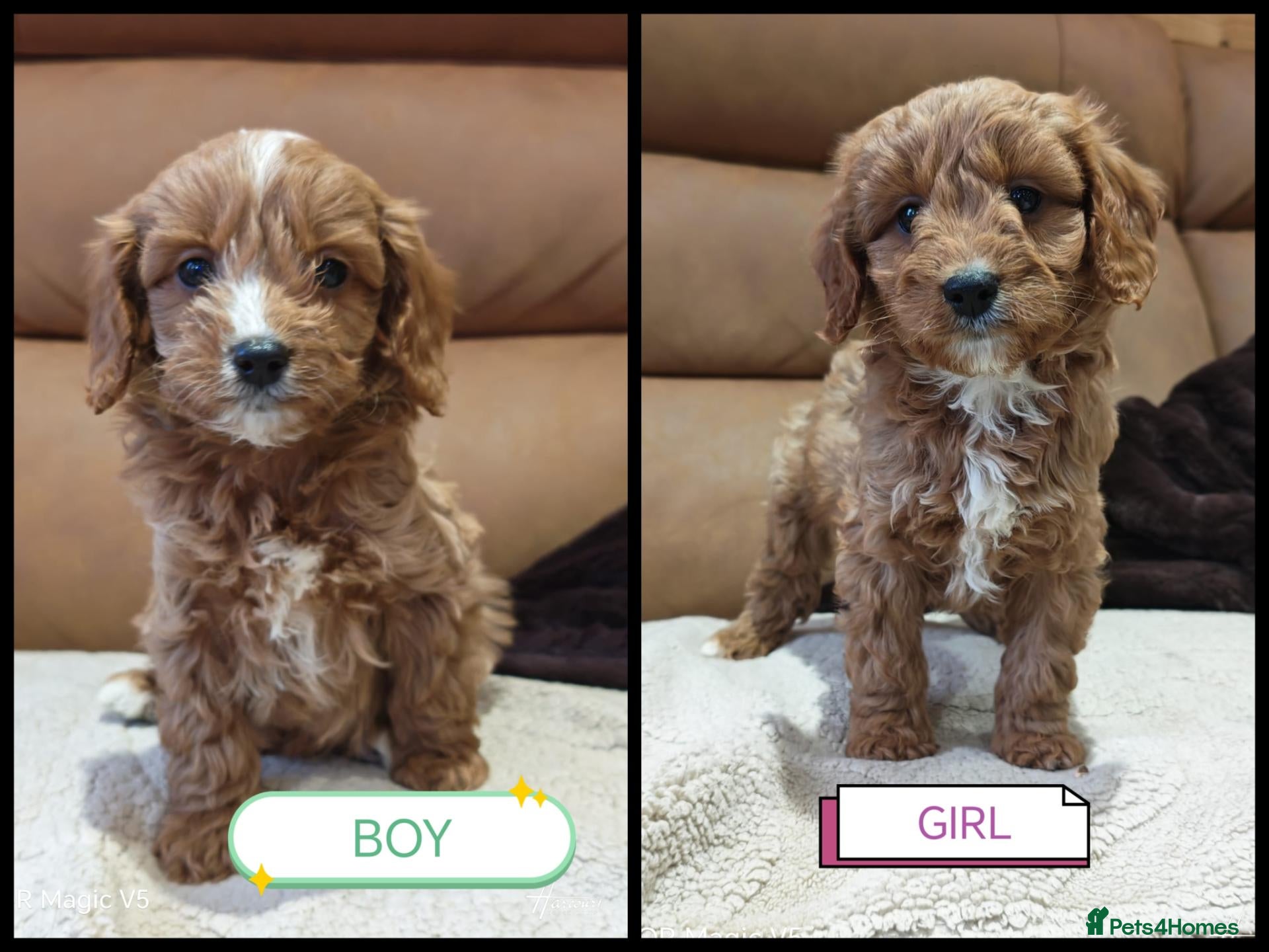 Cavapoo dogs for sale: Gorgeous Ruby Cavapoo Puppies  - Advert 1