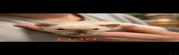 Rat rodents for sale: Adorable Dumbo Baby Rats, Looking For Loving Homes - Advert 27