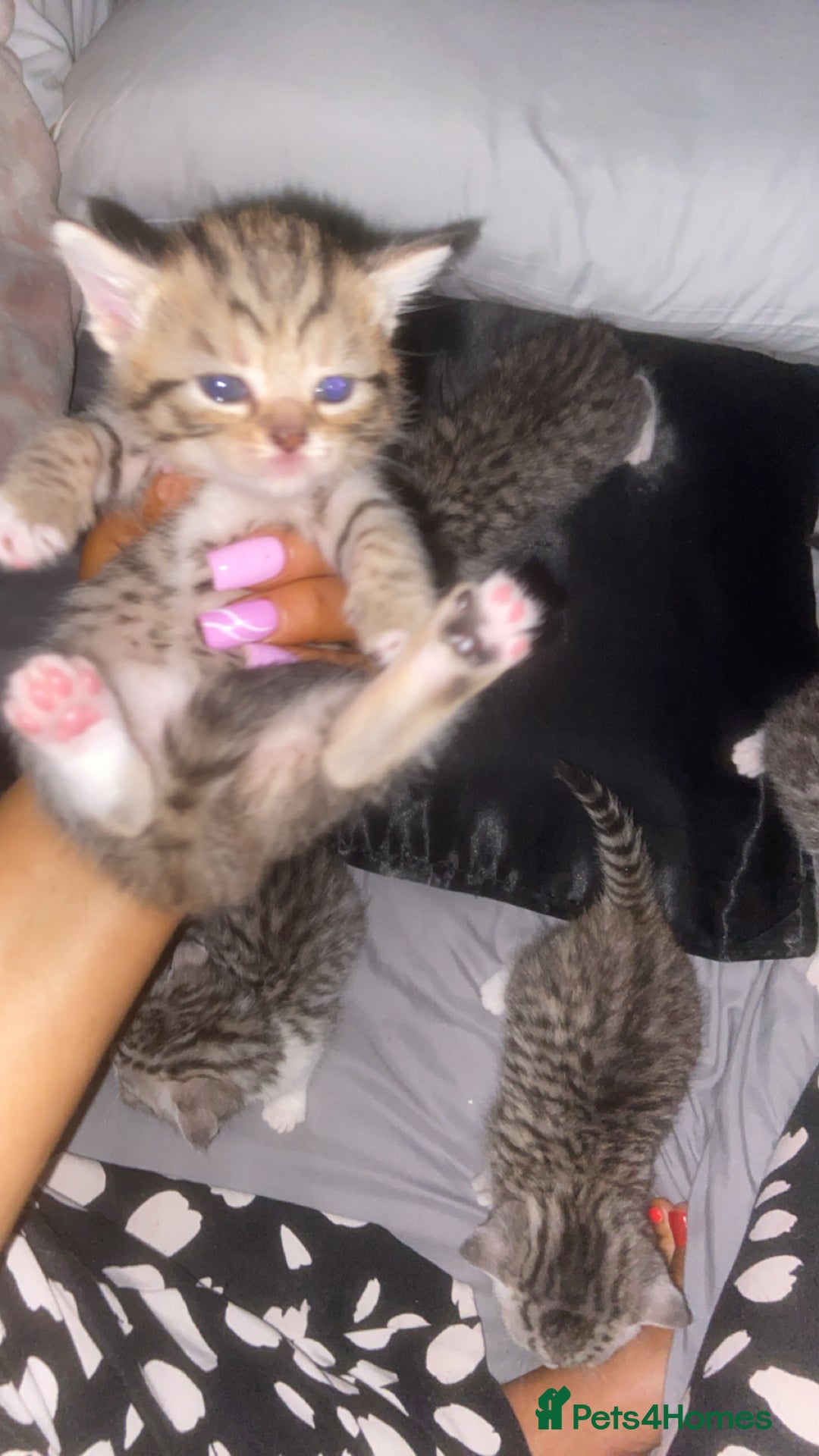 Mixed Breed cats for sale: 6 x stunning British shorthair kittens ❤️ - Image 10