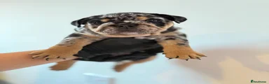 Astro