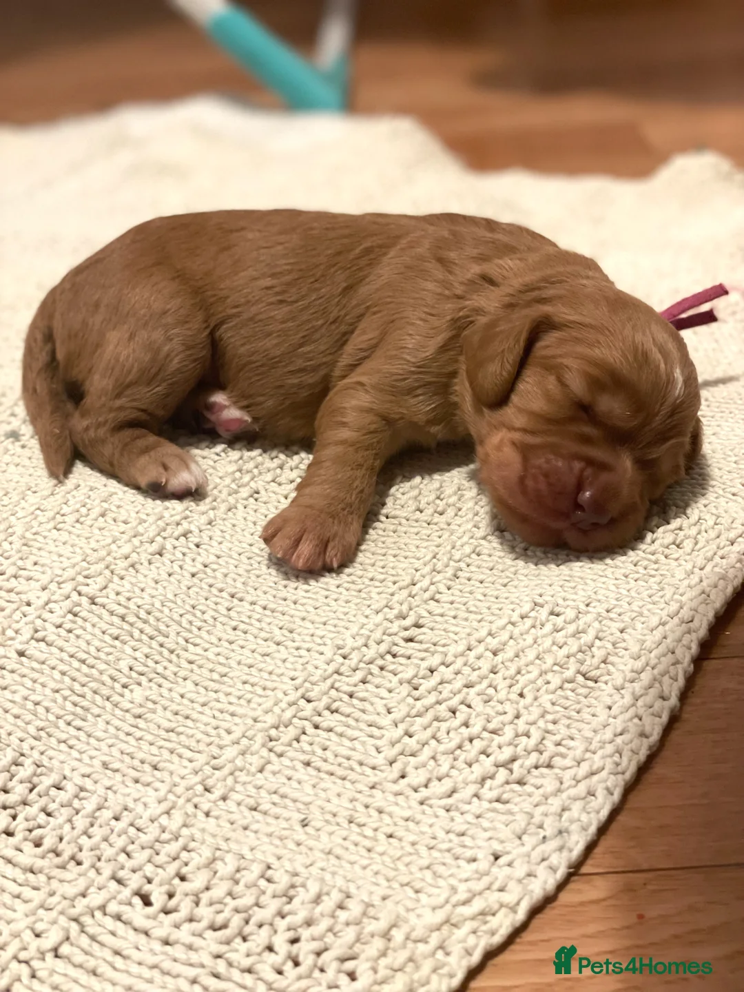 Cocker Spaniel dogs for sale: KC Working Cocker Spaniel Puppies  - Advert 7