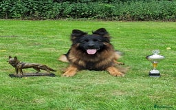 German Shepherd dogs for stud: WORLD FAMOUS STUD ARRIVED IN THE UK - Image 5