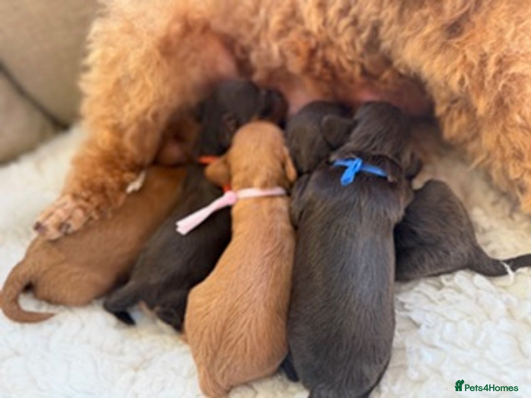 Cavapoo dogs for sale: F1 E ** tensively Health Tested Cavapoos - Advert 2