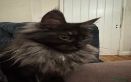 Maine Coon cats for sale: Maincoon boys - Image 3