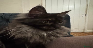 Maine Coon cats - Advert 1
