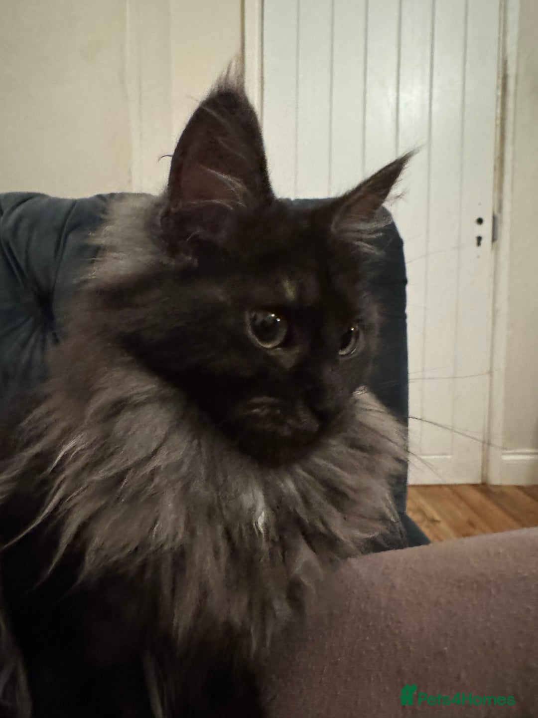 Maine Coon cats for sale: Maincoon boys - Image 3