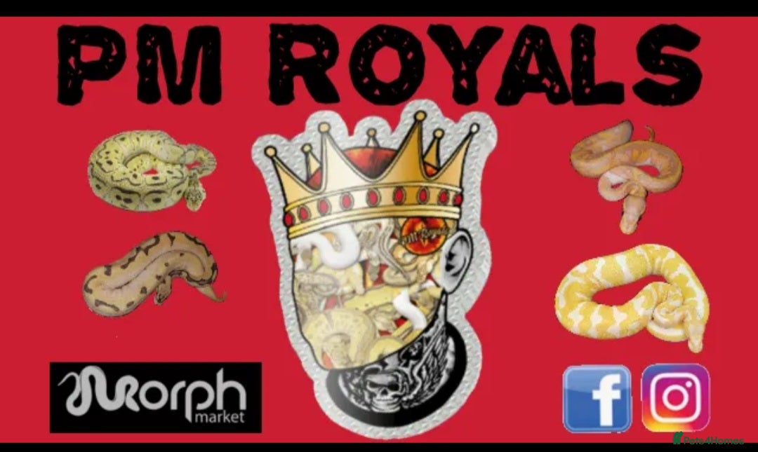 Python Snake reptiles Various ball python's  - Advert 8