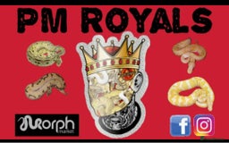 Python Snake reptiles for sale: Various ball python's  - Image 1