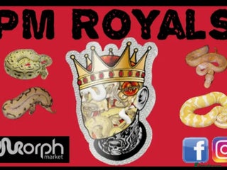Python Snake reptiles - Advert 16
