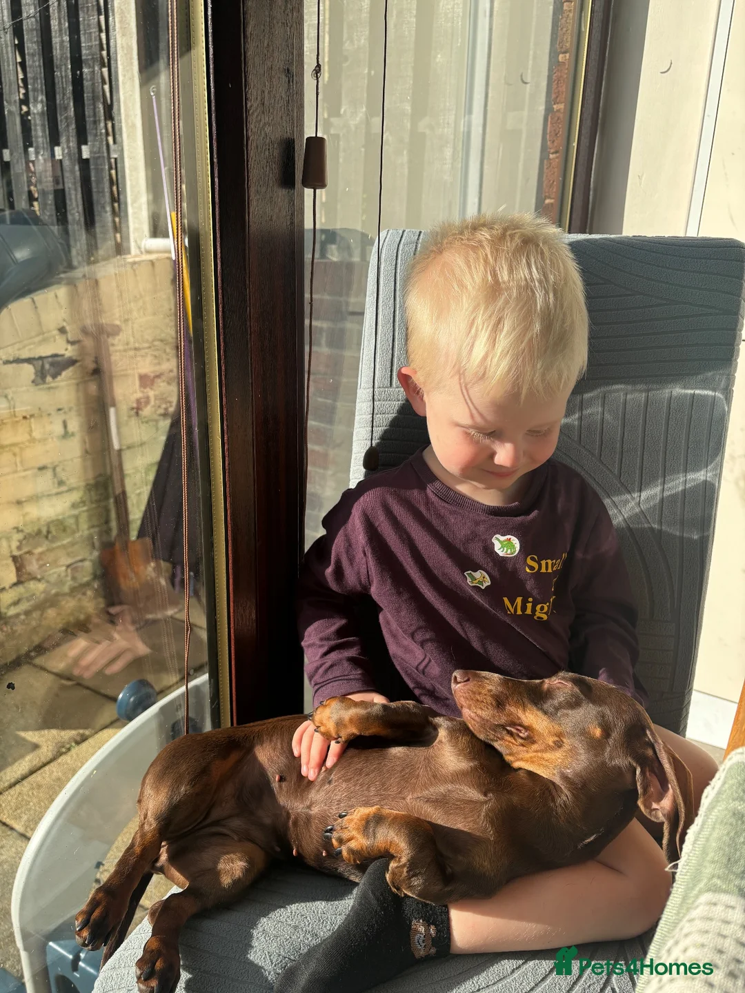 Miniature Dachshund dogs for sale: 2 year old Mini Dachshund  - Advert 8