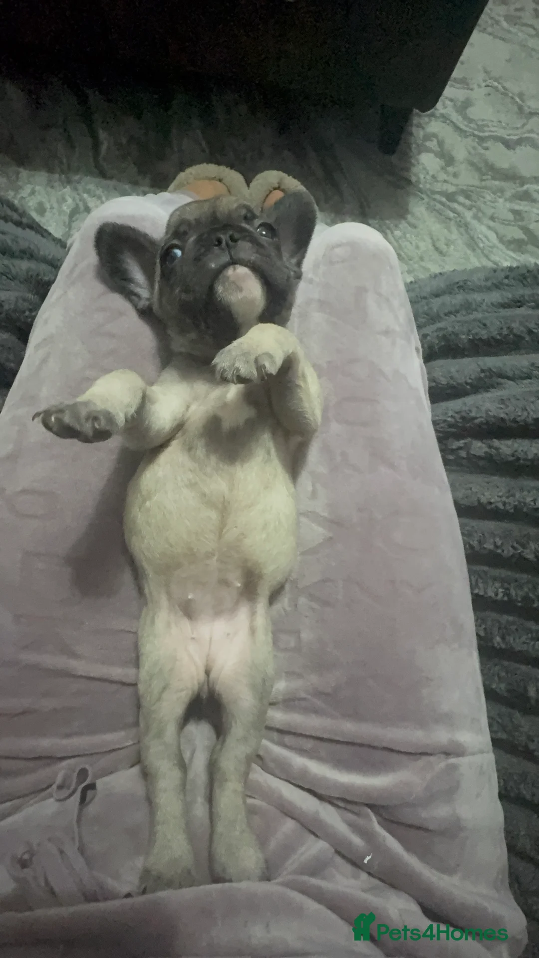 French Bulldog dogs for sale: 🏆 FRENCH BULLDOG 🏆 - Advert 27