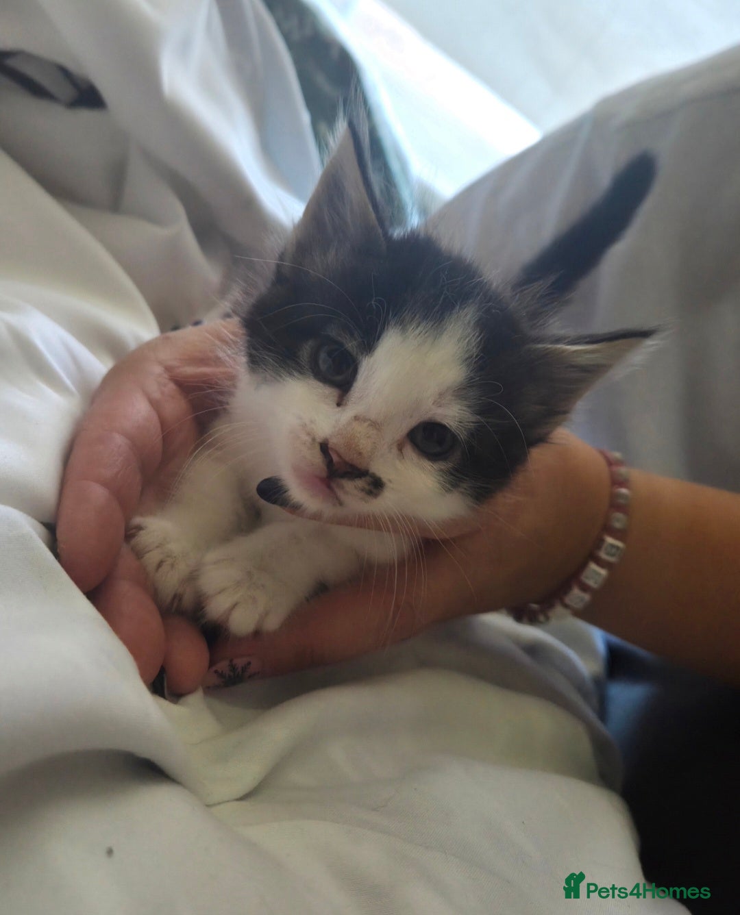 European cats for sale: 8 kittens looking for a new home for 2026! - Advert 6