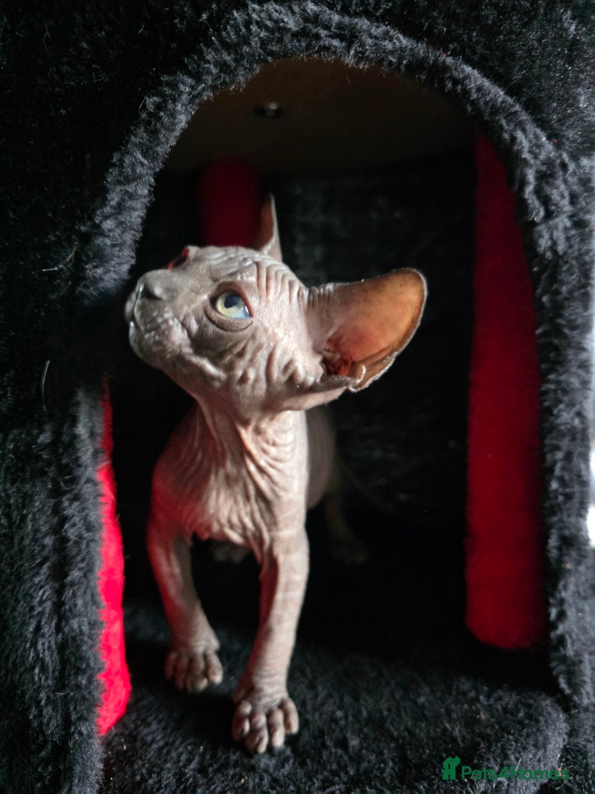Sphynx cats FIFe registered Black stunning kittens - Advert 8