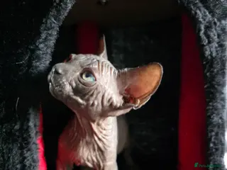 Sphynx cats FIFe registered Black stunning kittens - Advert 8