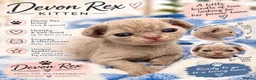 Devon Rex cats for sale: Beautiful Devon Rex Kittens 🐾❤️ - Advert 1