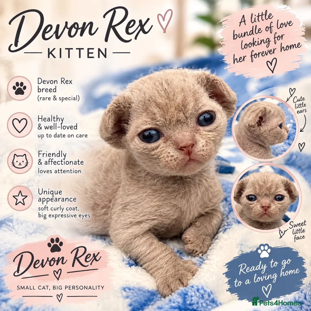 Devon Rex cats for sale: Beautiful Devon Rex Kittens 🐾❤️ - Advert 1