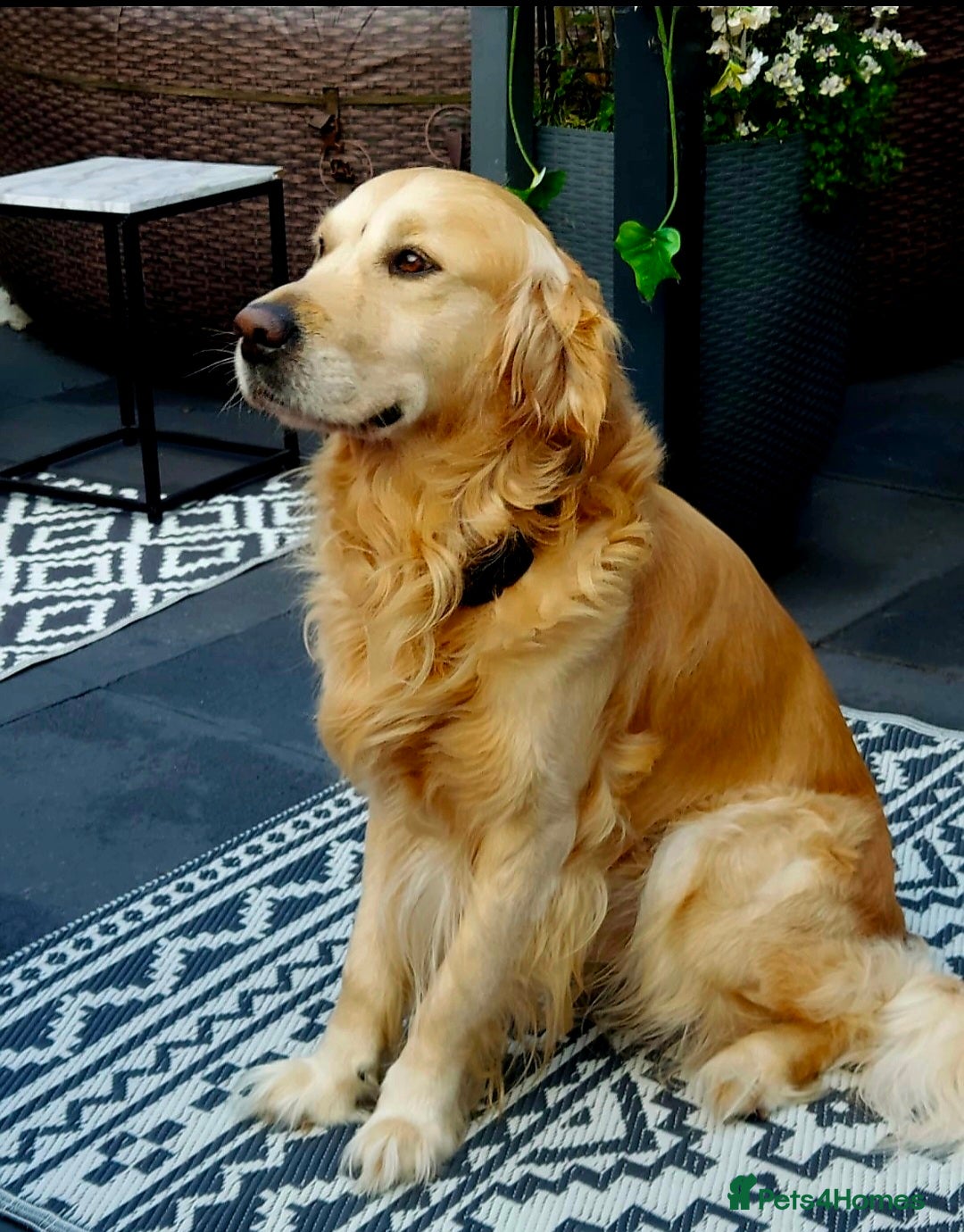 Golden Retriever dogs for sale: Available for STUD - Image 1