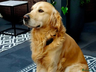 Golden Retriever dogs - Advert 7