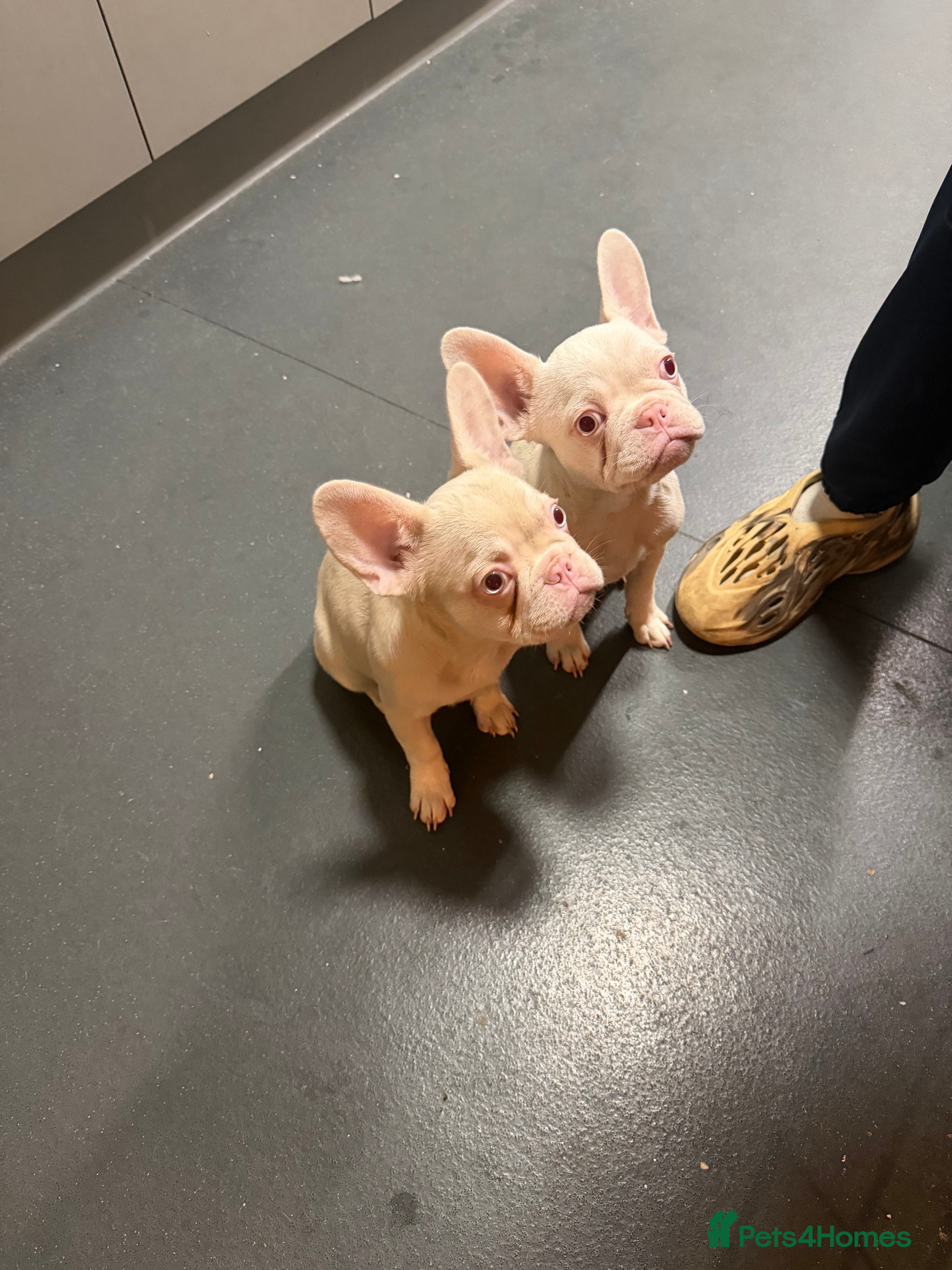 French Bulldog dogs Last two beautiful Pink Frenchie’s - Advert 3