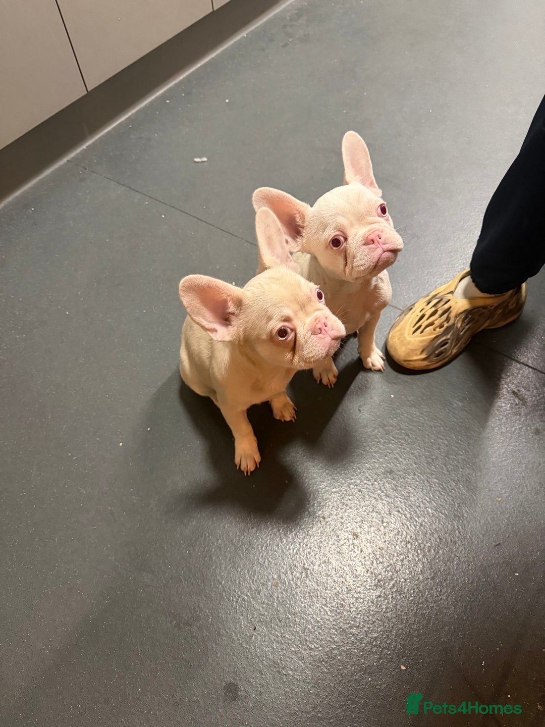 French Bulldog dogs for sale: Last two beautiful Pink Frenchie’s - Advert 1