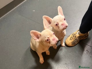 French Bulldog dogs Last two beautiful Pink Frenchie’s - Advert 1
