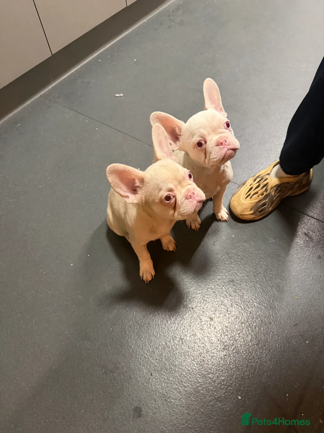 French Bulldog dogs for sale: Last two beautiful Pink Frenchie’s - Advert 1