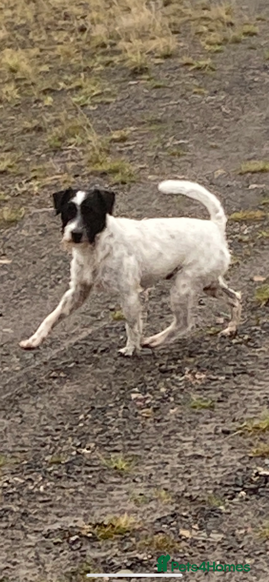 Parson Russell dogs for sale: Kc Champion Bred Parson Pups Crufts winning lines  - Advert 14