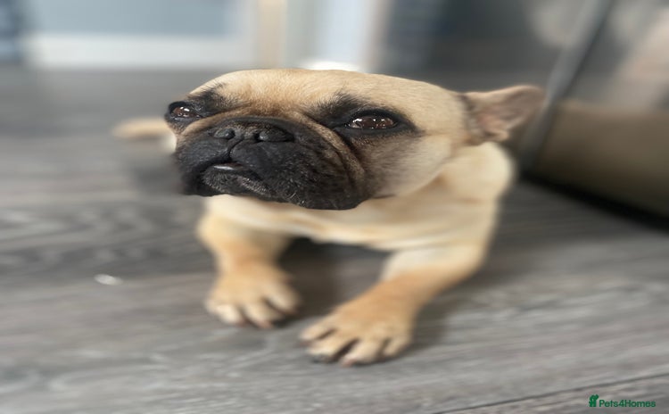 French Bulldog dogs - Advert 1