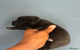 Chow Chow dogs for sale: Beautiful Chow Chow puppies  - Image 30
