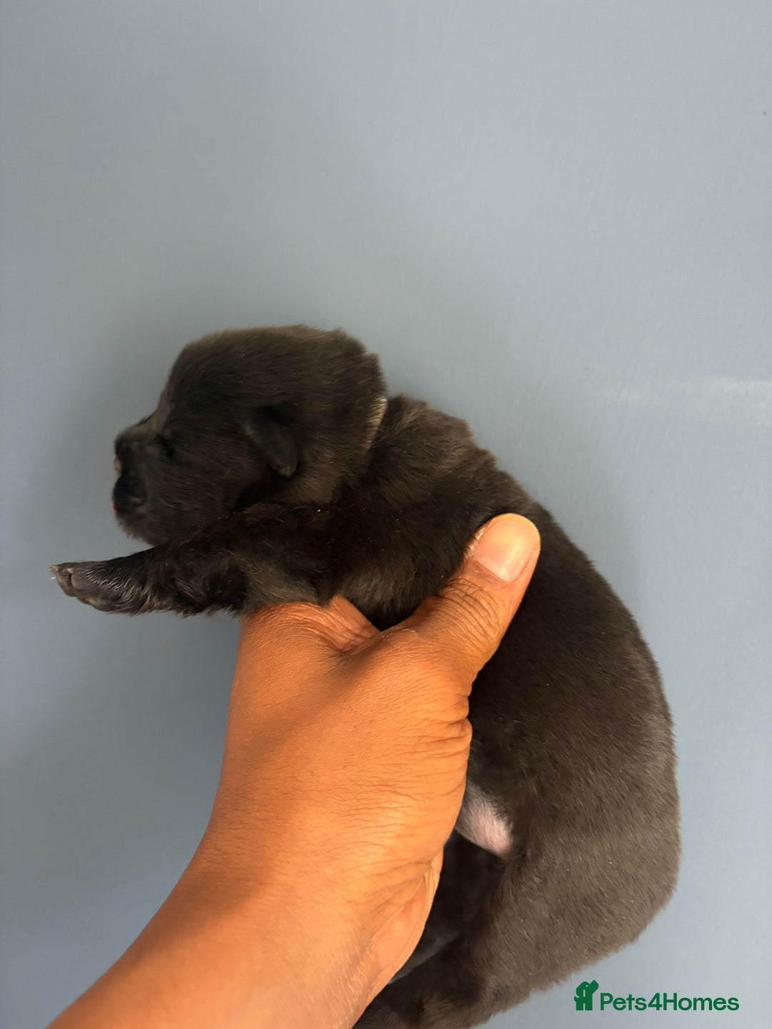 Chow Chow dogs for sale: Beautiful Chow Chow puppies  - Image 30