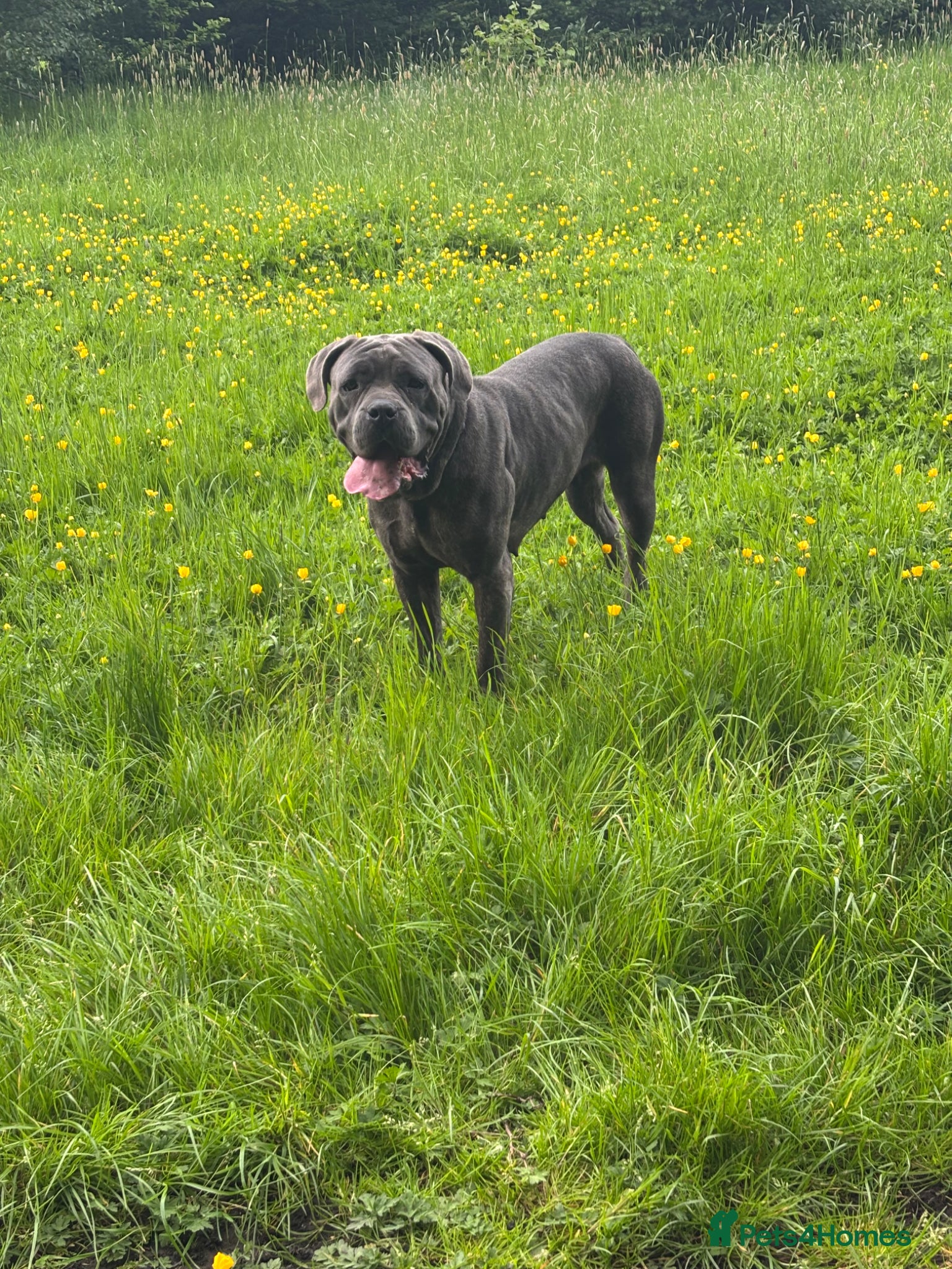 Cane Corso dogs Cane corso female  - Advert 18