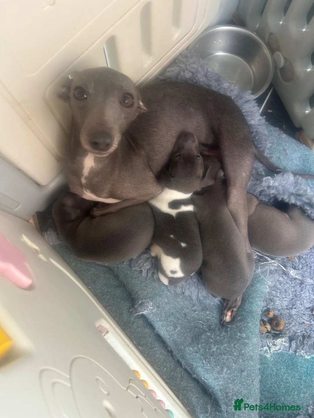 Italian Greyhound dogs for sale: 3 girls 1 boy available  - Advert 2