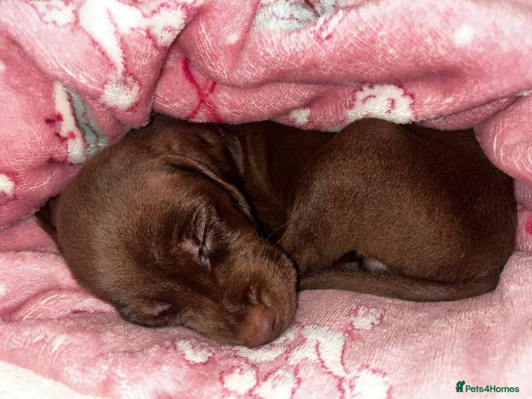 Mixed Breed dogs for sale: Puppy Lakeland terrier X English Springer Spaniel  - Advert 5