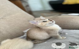 Burmilla cats for sale: GCCF reg pedigree Kittens - Image 4