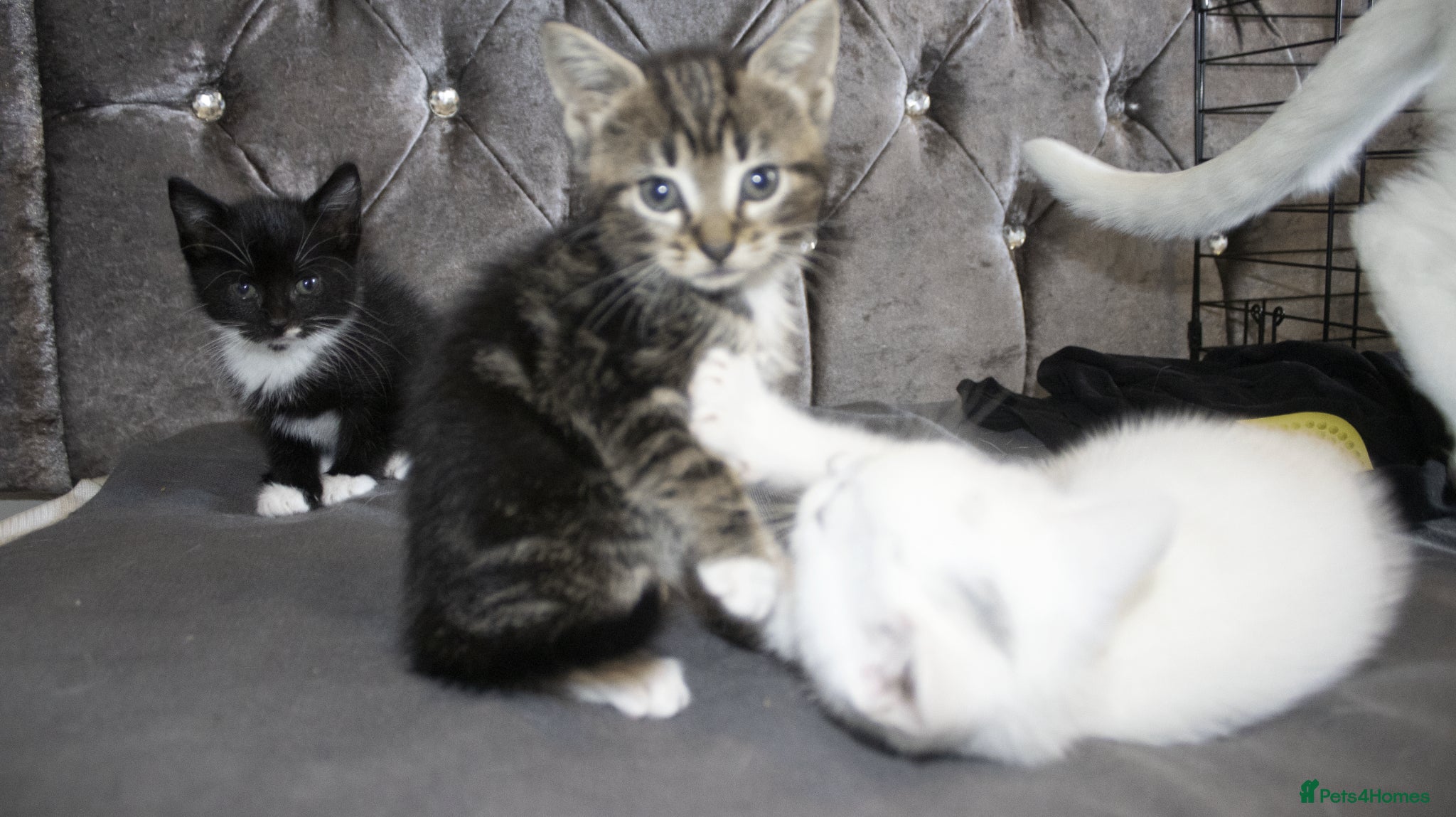 Mixed Breed cats for sale: 5 beautiful mixed breed kittens for sale. - Advert 6