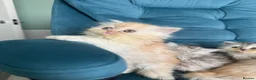 Persian cats for sale: Beautiful Persian Kittens Available forLovingHomes - Advert 2