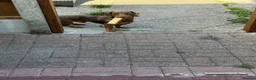 Dachshund dogs for sale: Dachshund  in Mansfield - Advert 3