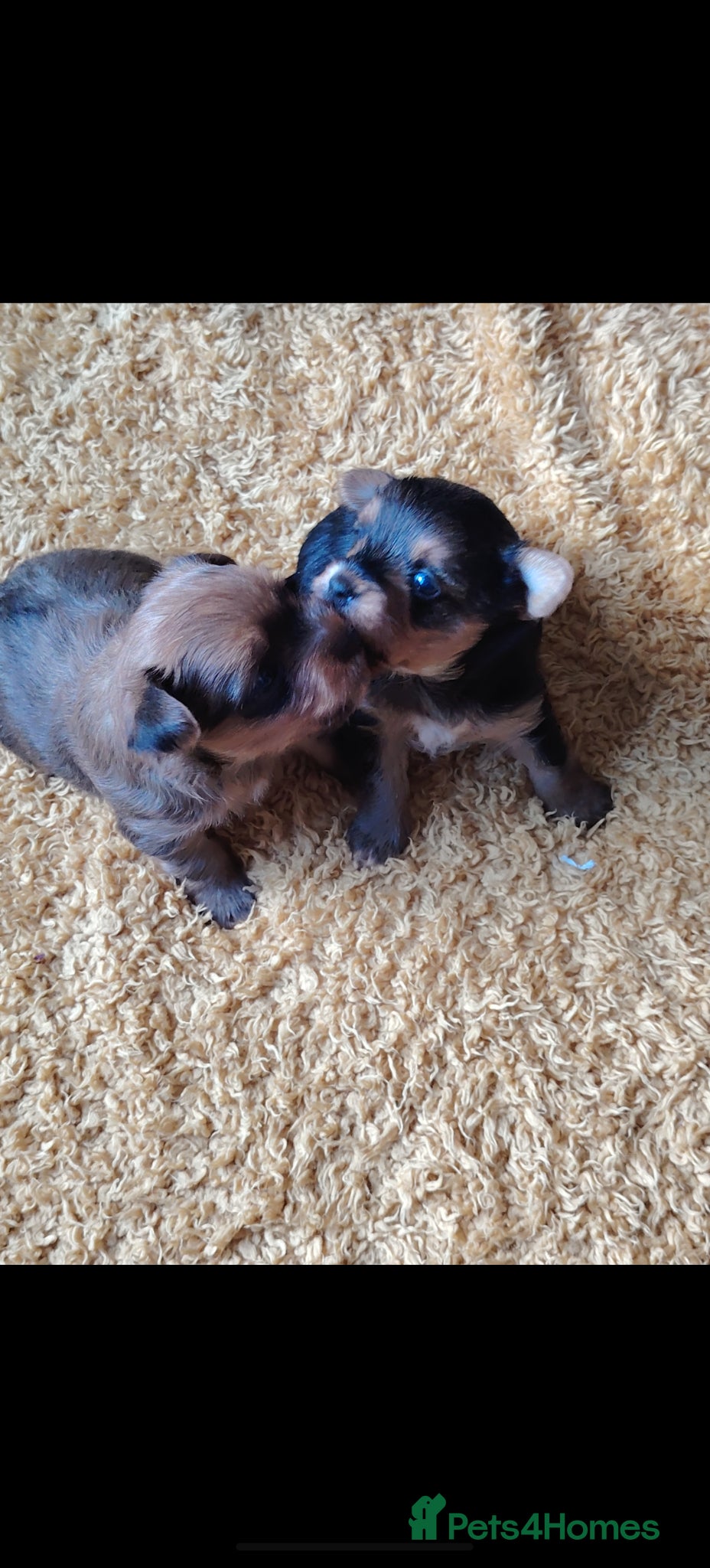 Yorkshire Terrier dogs Yorkshire Terrier (Biewer) Puppies - Advert 3