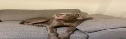 Weimaraner dogs for sale: 1 Stunning Weimaraner Puppy Boy Available - Advert 5