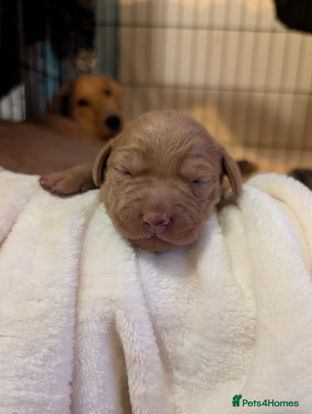 Mixed Breed dogs for sale: Golden doodle x Labrador puppies - Advert 1