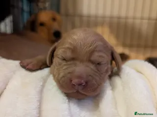Mixed Breed dogs Golden doodle x Labrador puppies - Advert 1