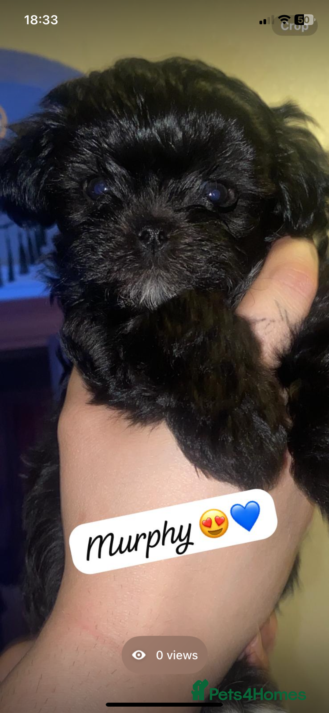 Maltipoo dogs for sale: F1 dollface Korean/Asian maltipoo fur babys  😍💙 - Advert 14