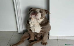 Olde English Bulldogge dogs for sale: Old English bulldoggee - Image 1