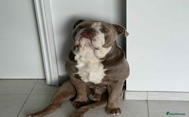 Olde English Bulldogge dogs - Advert 1
