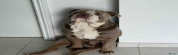 Olde English Bulldogge dogs for sale: Old English bulldoggee - Advert 1